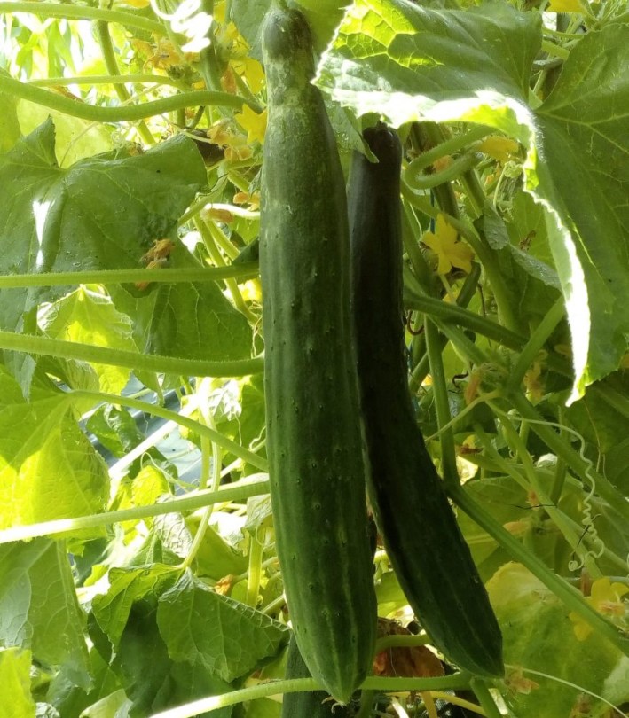 Satsuki Madori japán uborka, Cucumis sativus, uborka
